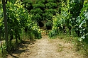 Fiori, Piante, natura_34